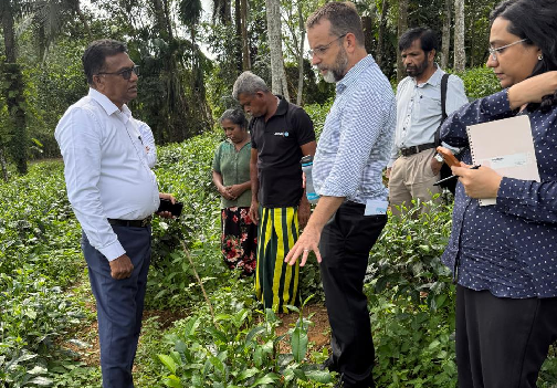 Photo 035: Mr. Nigel, Team Leader and the team of IFAD SVM, with the Promoter owner of the Aruna Tea, Mr. Nevil, inspected some Tea infilled lands in Mathugama, Kalutara district, on 15 July 2025